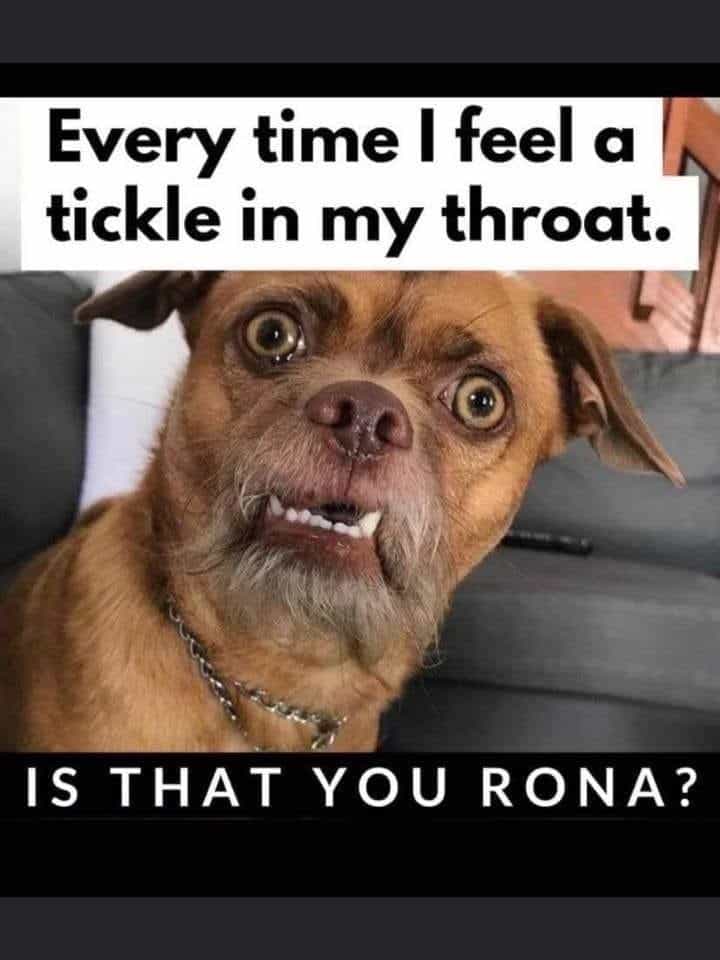 Meme of a terrified looking dog with the caption "Every time I feel a tickle in my throat...  Is that you Rona?"